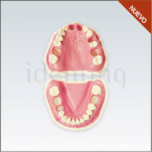 MODELO ANA4VEOK903 p/5 dientes endo